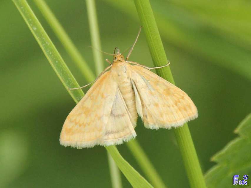 Sitochroa verticalis - világossárga dudvamoly