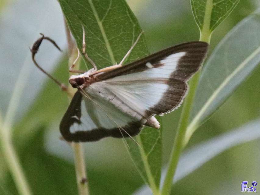 Cydalima perspectalis - puszpáng-tűzmoly