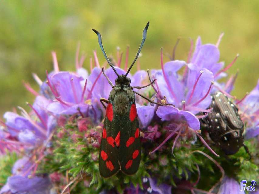 Zygaena filipendulae - acélszínű csüngőlepke