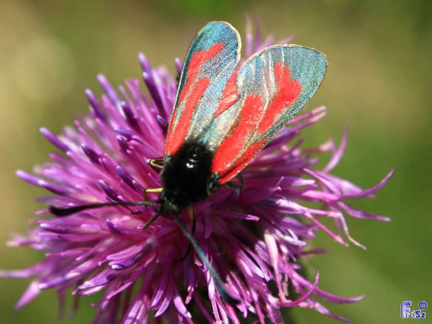 Zygaena minos/purpuralis