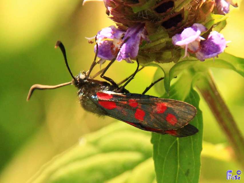 Zygaena filipendulae - acélszínű csüngőlepke