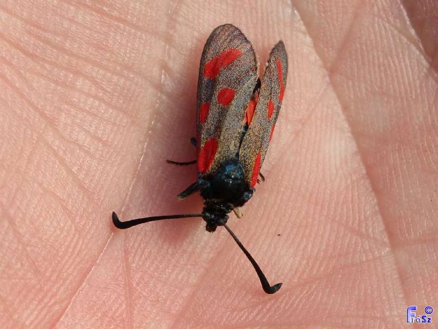 Zygaena loti - közönséges csüngőlepke