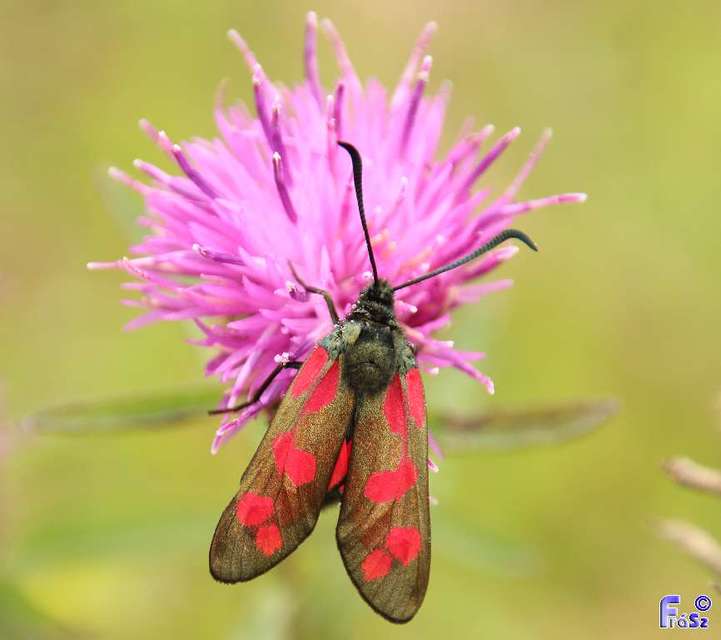 Zygaena filipendulae - acélszínű csüngőlepke
