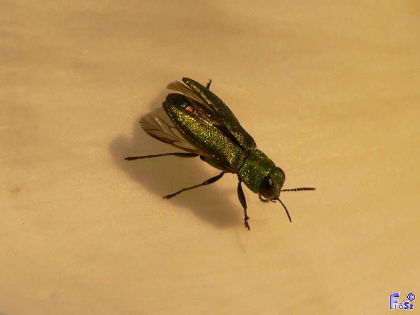 Anthaxia nitidula - ragyogó virágdíszbogár