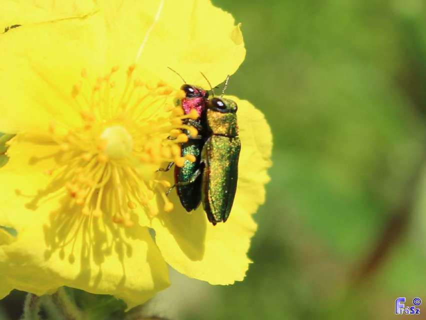 Anthaxia nitidula - ragyogó virágdíszbogár