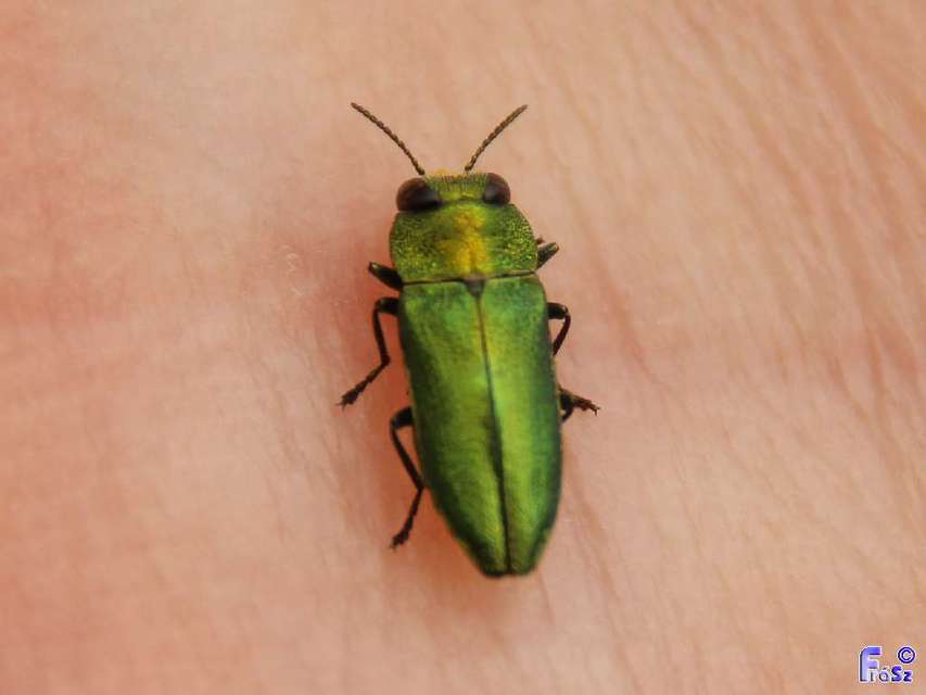 Anthaxia nitidula - ragyogó virágdíszbogár