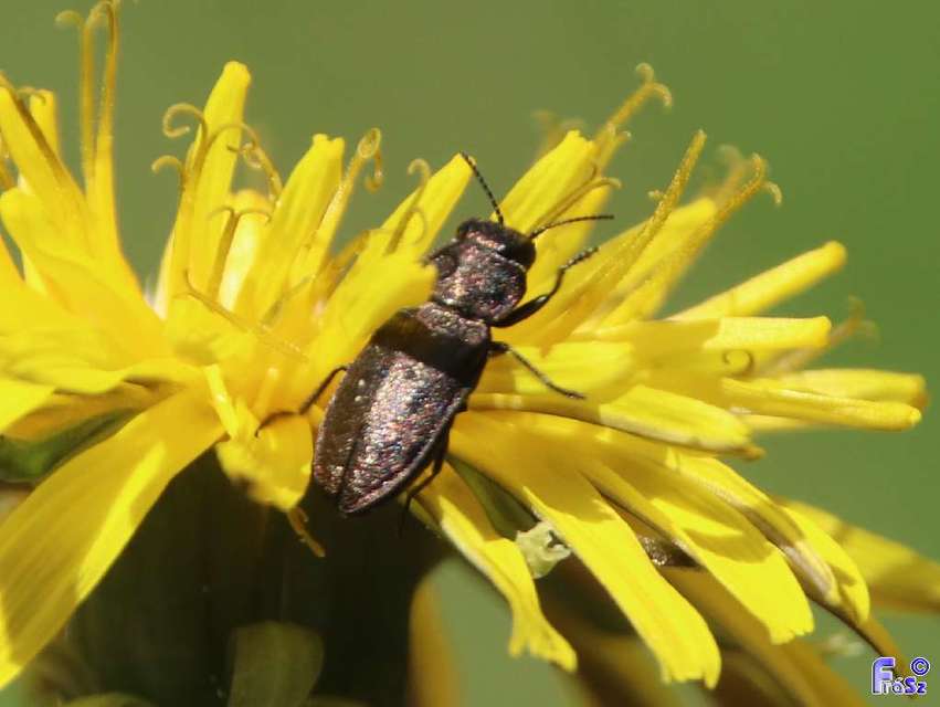Anthaxia godeti - Godet-virágdíszbogár