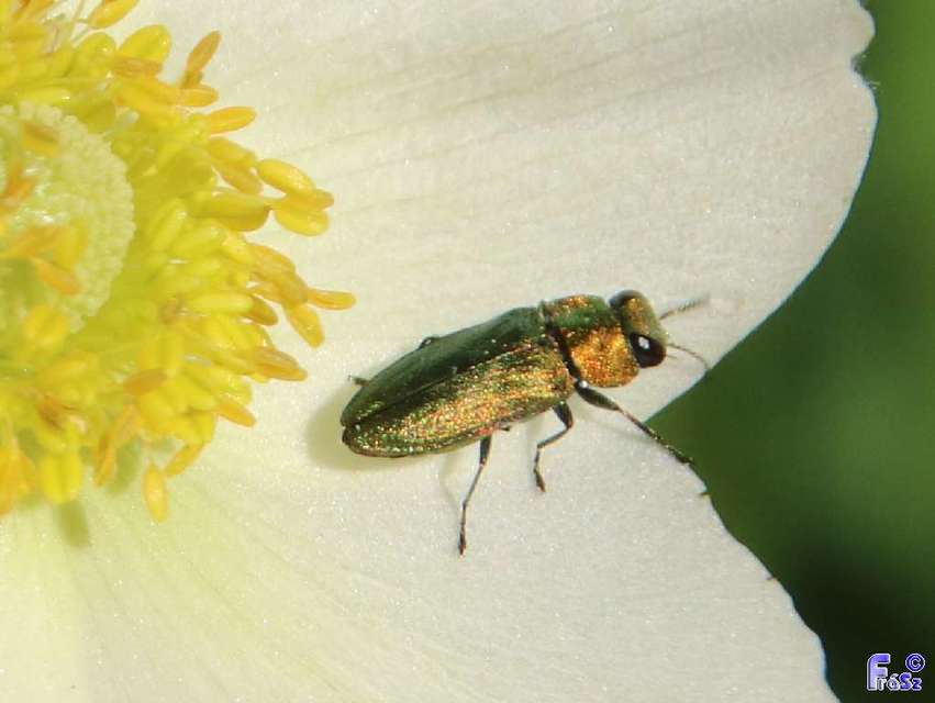 Anthaxia nitidula - ragyogó virágdíszbogár