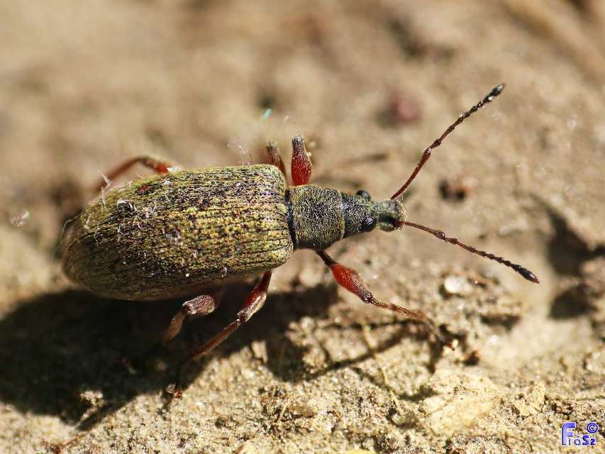 Phyllobius glaucus - éger-levélormányos Phyllobius glaucus - éger-levélormányos