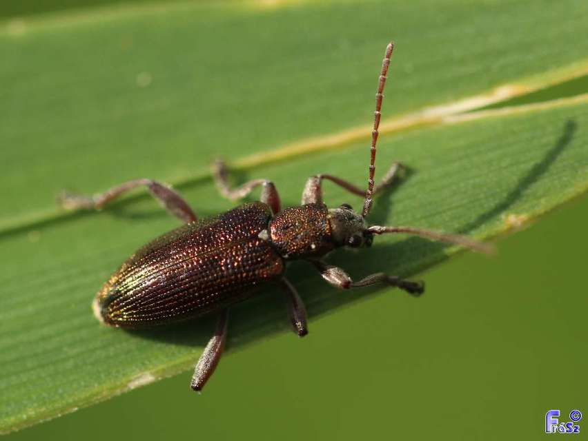 Plateumaris bracata - sötét nádbogár
