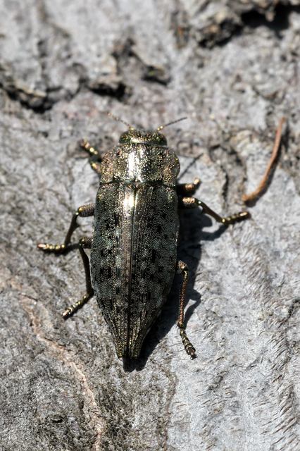 Dicerca berolinensis - bükkfa-díszbogár
