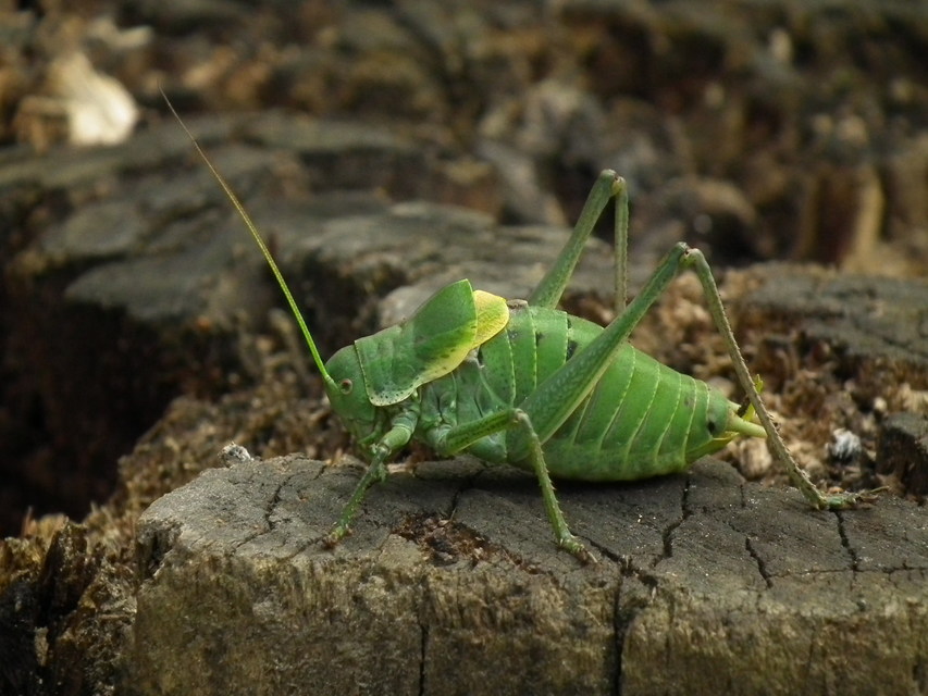 Polysarcus denticauda - fogasfarkú szöcske