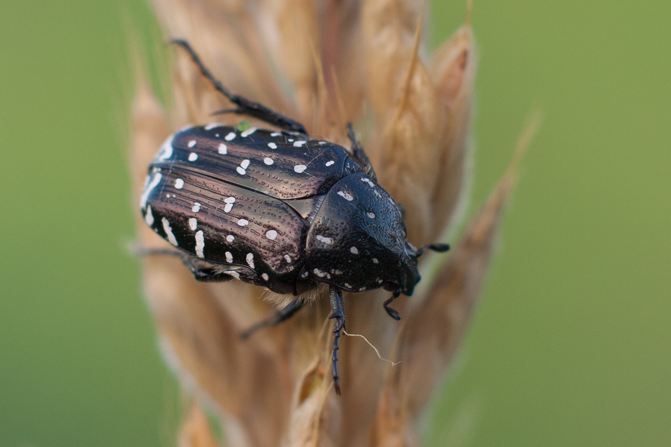 Oxythyrea funesta - sokpettyes virágbogár
