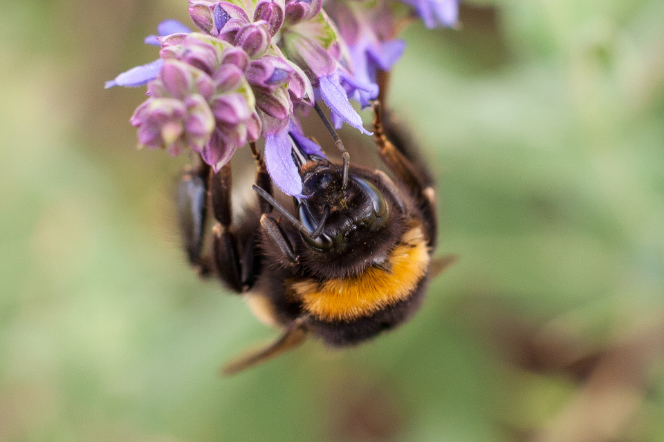 Bombus - poszméhek