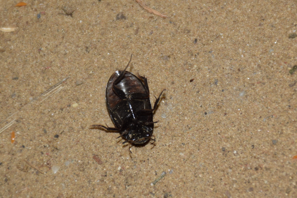 Hydrochara caraboides - kis csibor