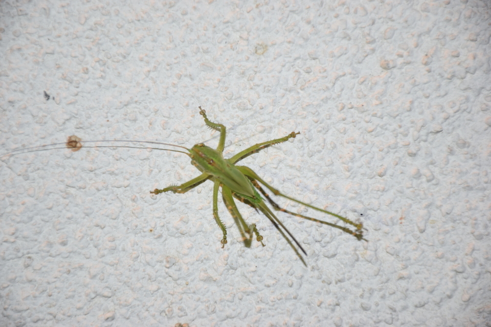 Tettigonia viridissima - zöld lombszöcske