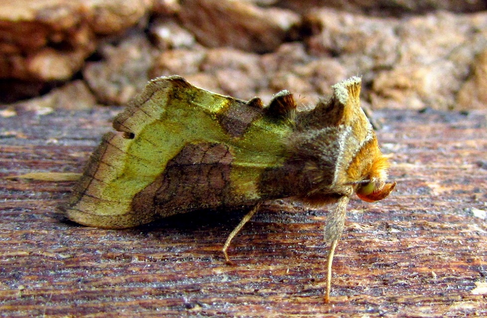Diachrysia chrysitis/stenochrysis