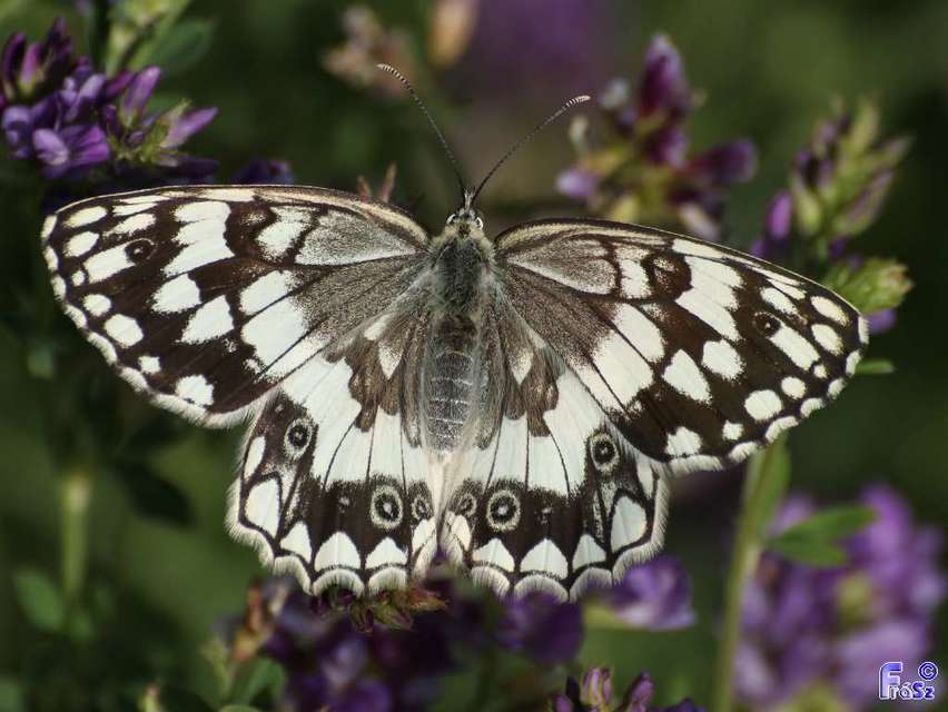 Melanargia larissa