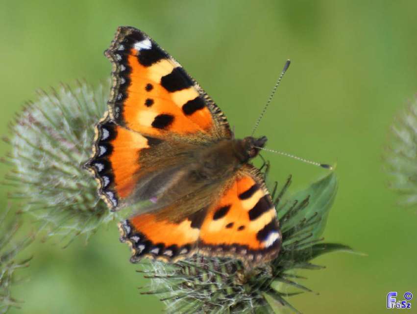 Nymphalis urticae - kis rókalepke