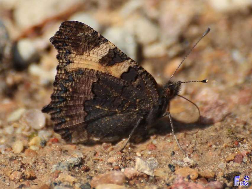 Nymphalis urticae - kis rókalepke