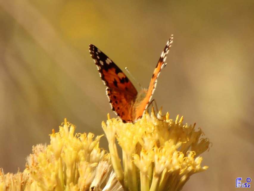 Vanessa cardui - bogáncslepke