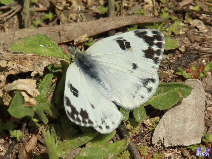 Pontia edusa - rezedalepke