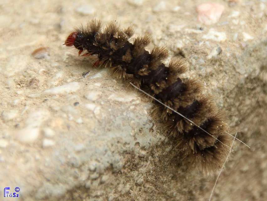 Amata phegea - fehérpettyes álcsüngőlepke