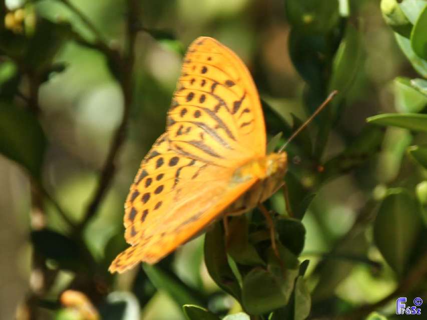 Argynnis paphia - nagy gyöngyházlepke