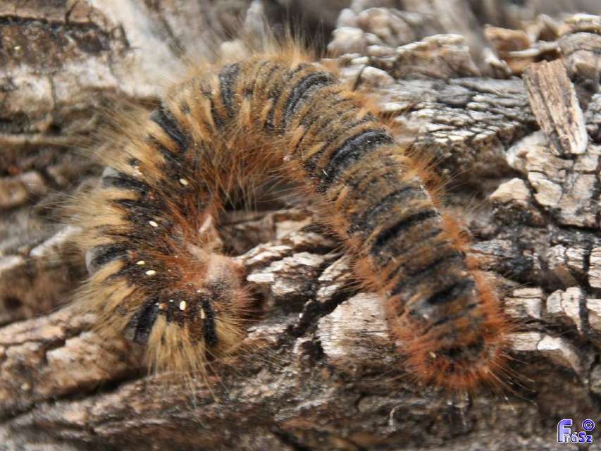 Lasiocampa quercus - tölgyfaszövő