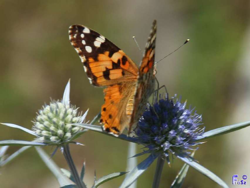 Vanessa cardui - bogáncslepke