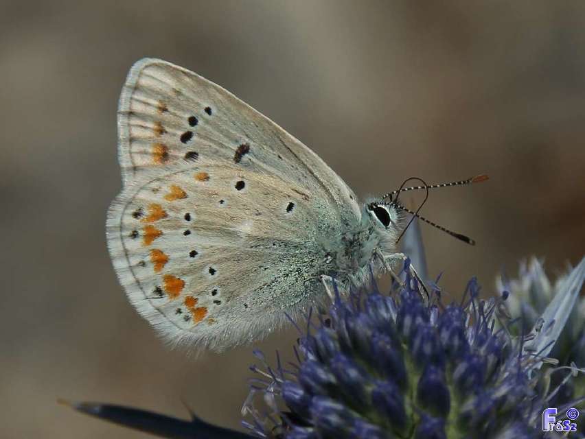 Polyommatus dorylas - fénylő boglárka