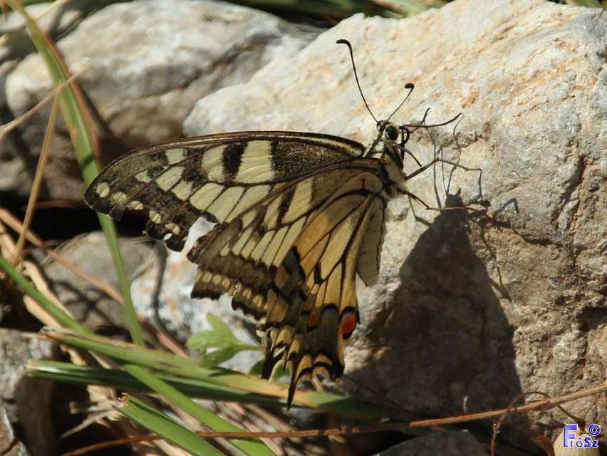 Papilio machaon - fecskefarkú lepke