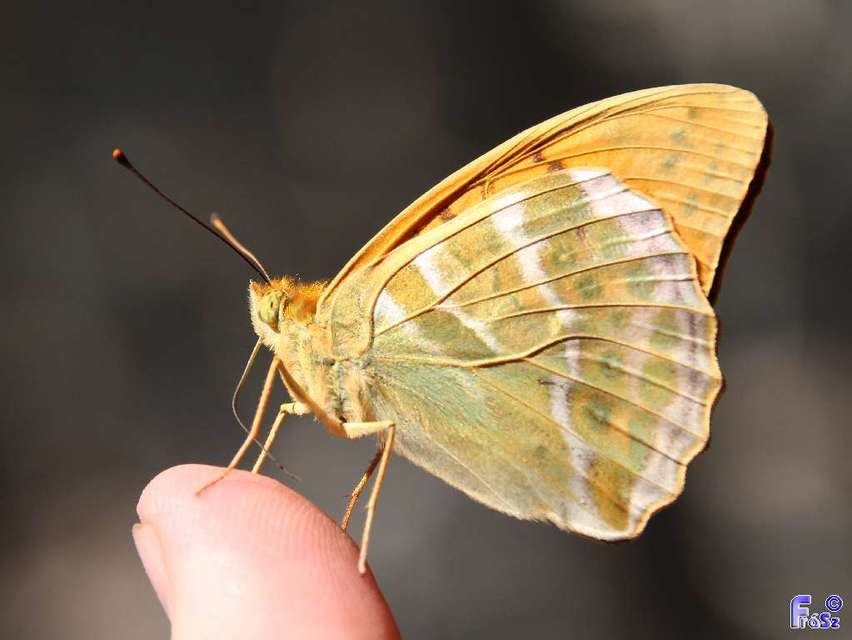 Argynnis paphia - nagy gyöngyházlepke