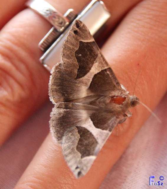 Dysgonia algira - déli porcelánbagoly