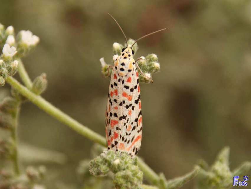 Utetheisa pulchella - vérpettyes medvelepke