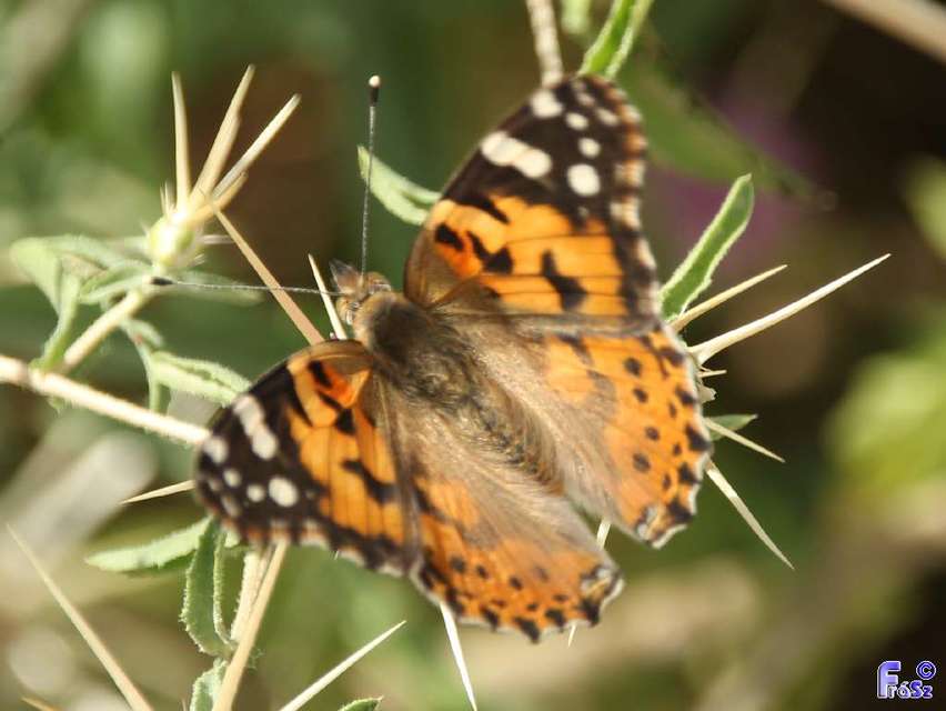 Vanessa cardui - bogáncslepke