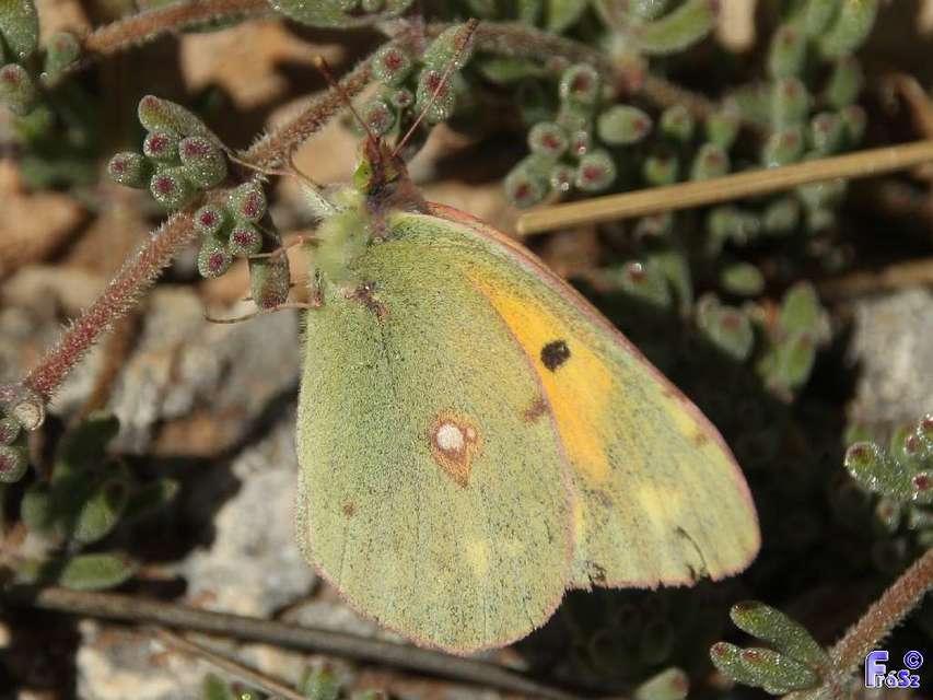 Colias erate - csángó-kéneslepke