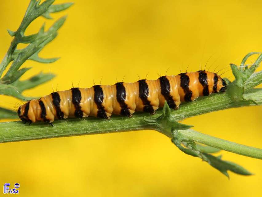Tyria jacobaeae - jakabfű-medvelepke
