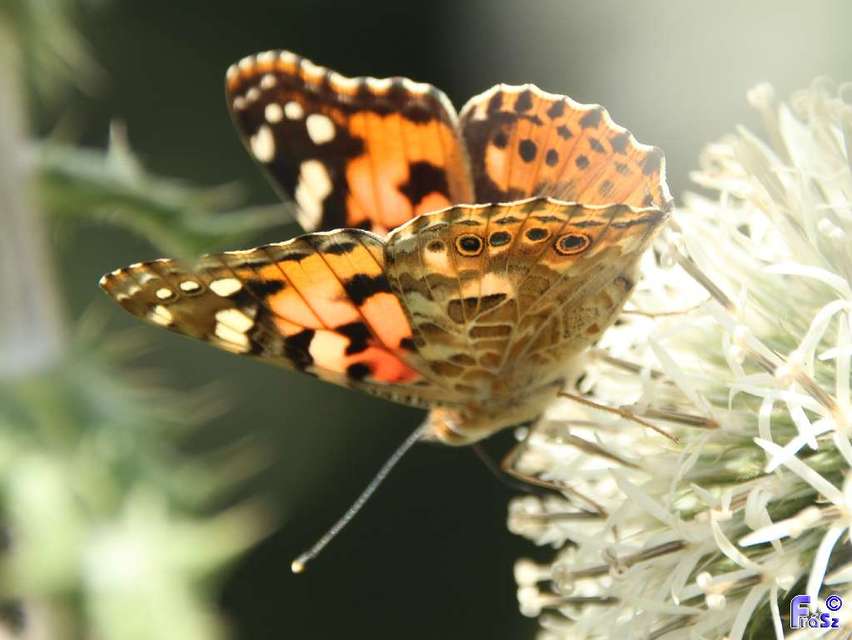 Vanessa cardui - bogáncslepke