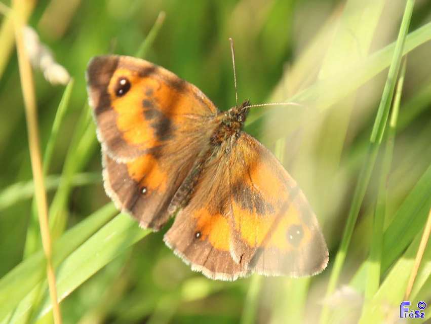 Pyronia tithonus - kis ökörszemlepke