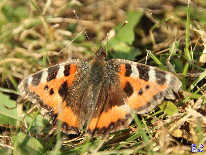 Nymphalis urticae - kis rókalepke