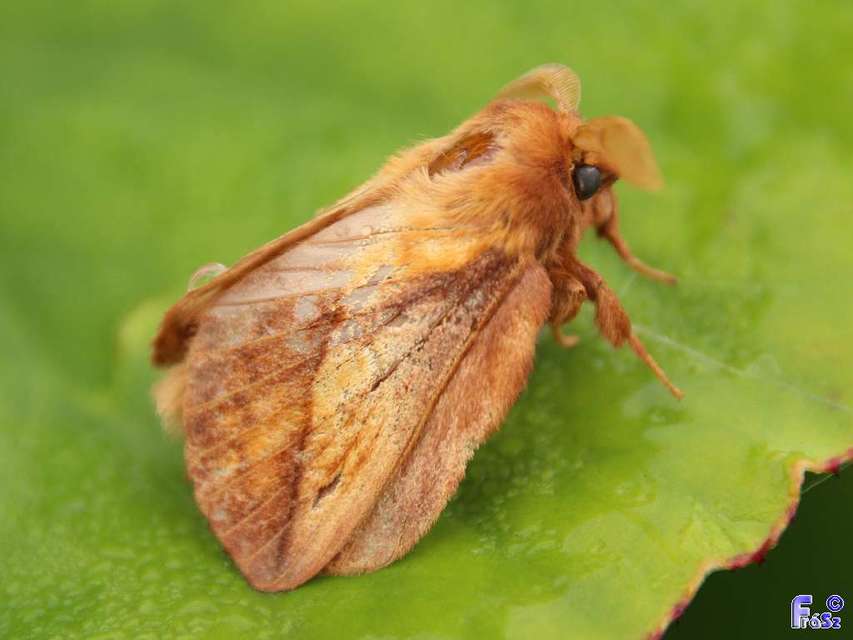 Euthrix potatoria - szomjas pohók
