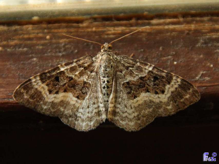 Epirrhoe alternata - galaj-tarkaaraszoló