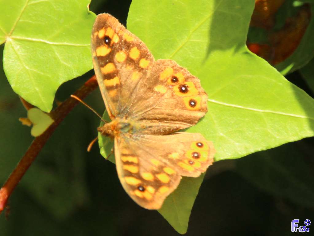 Pararge xiphioides