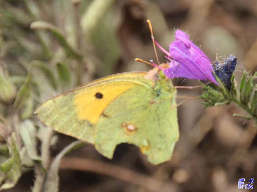 Colias croceus - sáfránylepke