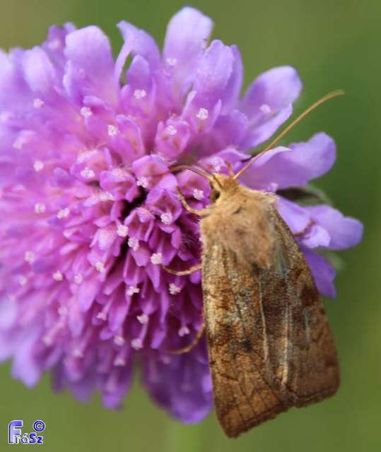 Xestia ochreago