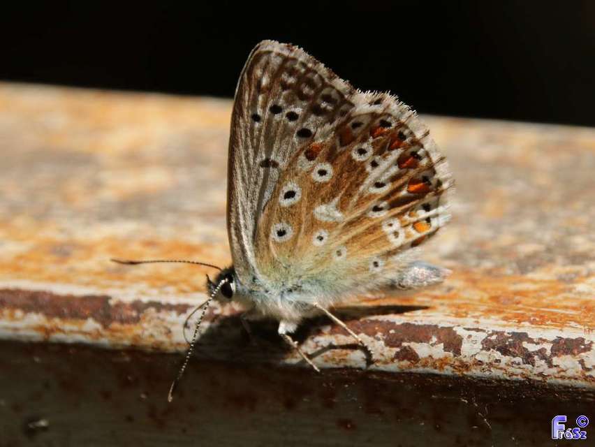 Polyommatus coridon - ezüstkék boglárka