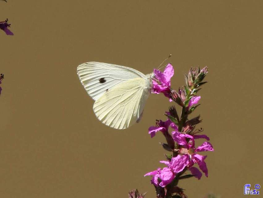 Pieris rapae - répalepke