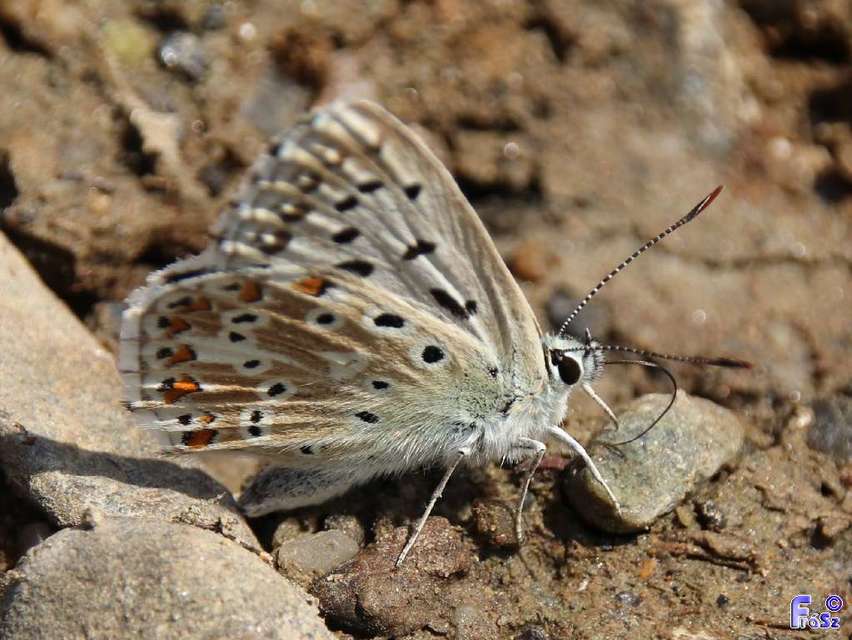 Polyommatus coridon - ezüstkék boglárka