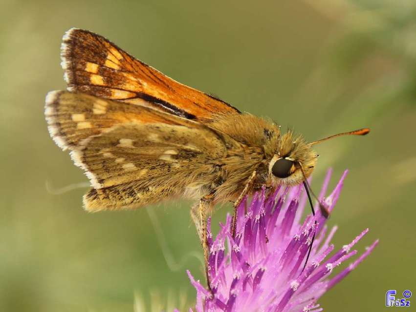 Hesperia comma - vesszős busalepke